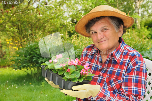 Image of Senior woman - gardening