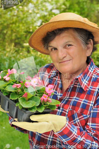 Image of Senior woman - gardening