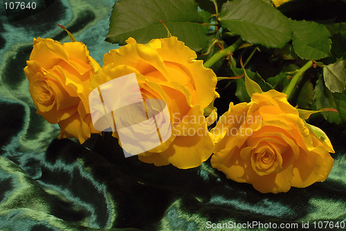 Image of roses