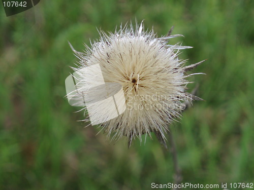 Image of Flower ball