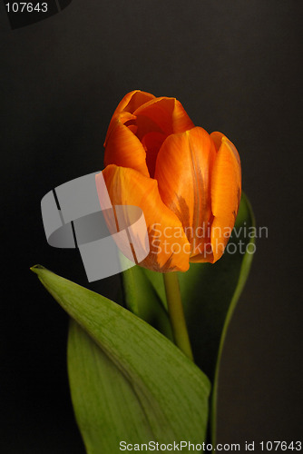 Image of tulip