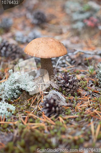 Image of Brown cap boletus in forest