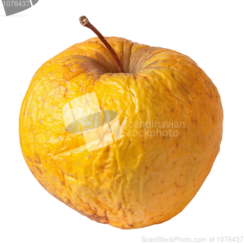 Image of Rotten dry disgusting apple isolated on white background