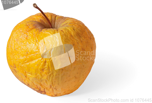 Image of Rotten dry disgusting apple on white with shadow