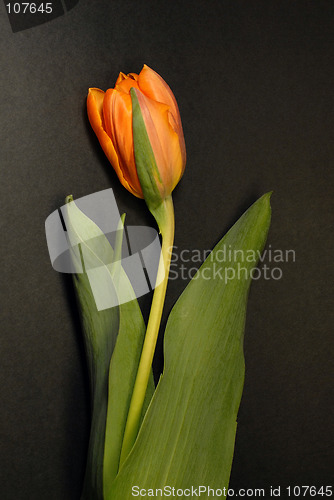 Image of tulip