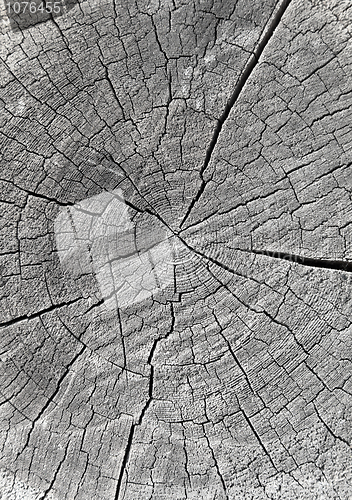 Image of Log end face covered with small cracks