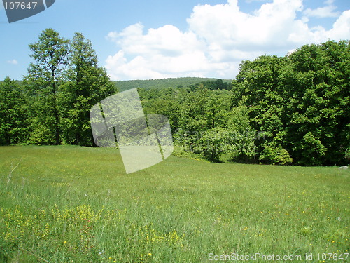 Image of Green medow and trees