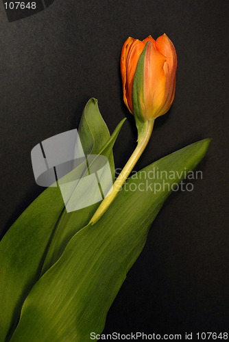 Image of tulip