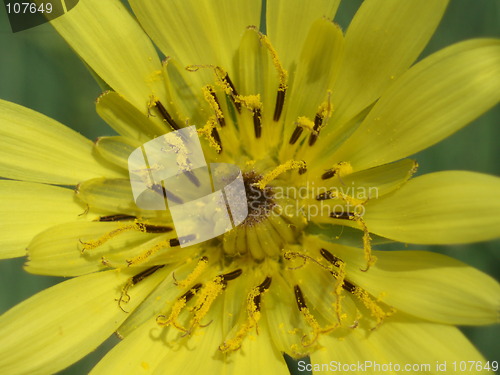 Image of Yellow wild flower