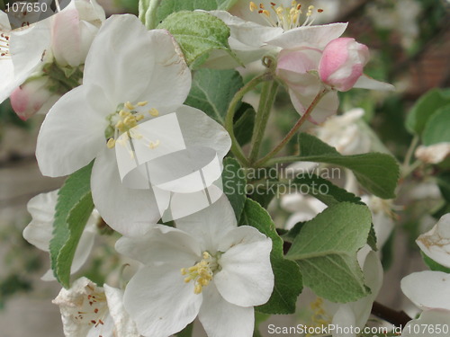 Image of Apple Blossoms