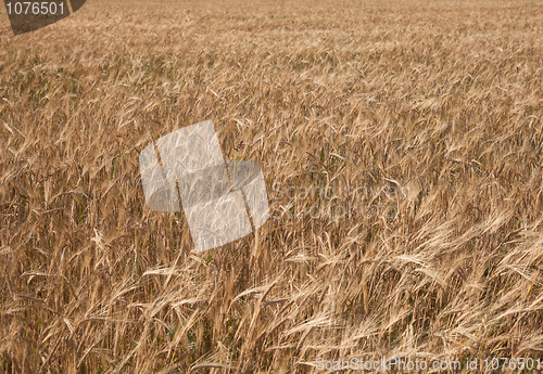 Image of Background from a field sowed by a rye