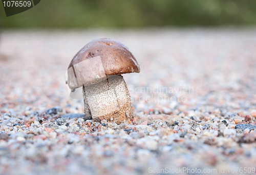 Image of Brown cap boletus in stony ground