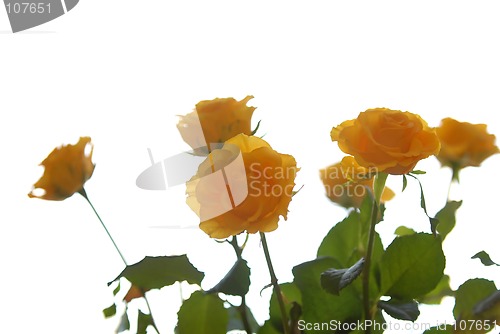 Image of roses