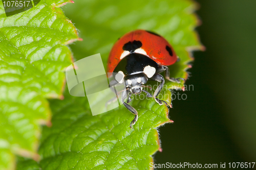 Image of Red ladybird sits on green sheet