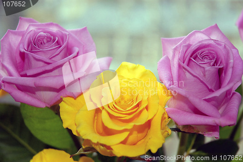 Image of roses