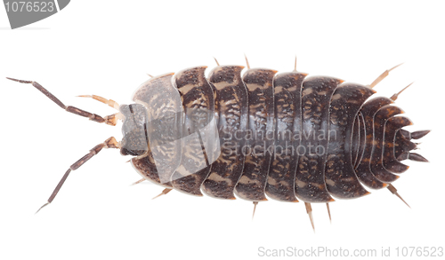 Image of Brown big wood louse - Porcellio scaber