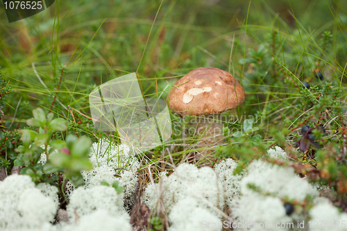 Image of Brown cap edible boletus in northern autumn forest
