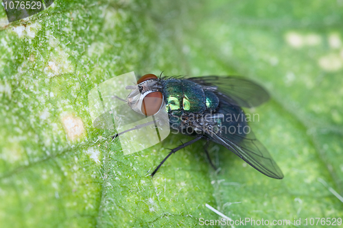 Image of Fly sitting on green sheet of plant