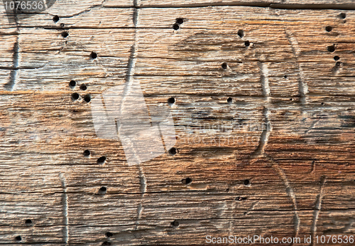 Image of Rotten wood with holes the made larvae of bugs