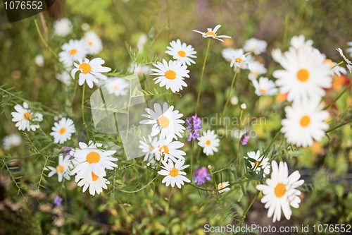 Image of Flowers - chamomiles growing on a bed