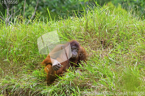 Image of Orangutan