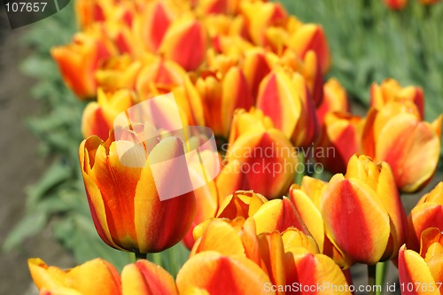 Image of Orange tulip