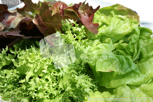 Image of Lettuce