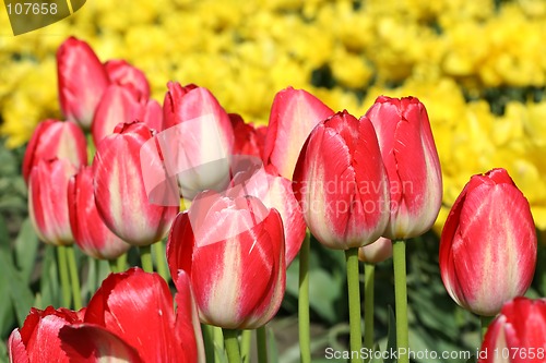 Image of Tulip