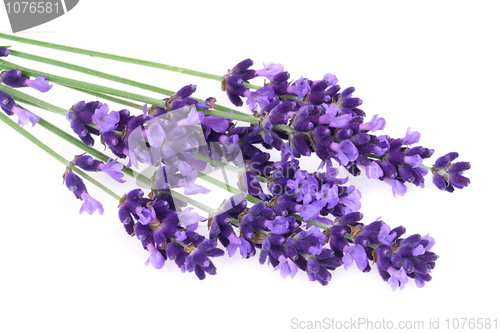 Image of Isolated lavender