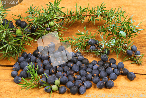 Image of Juniper