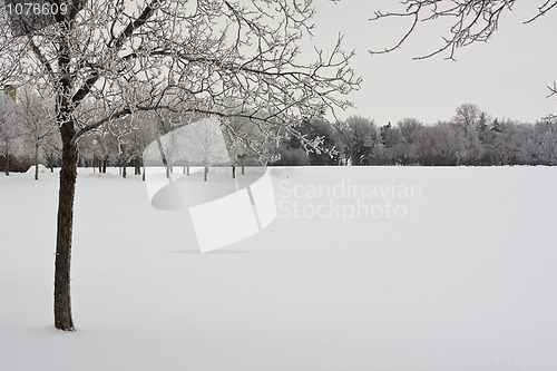 Image of Trees on a snow covered park 