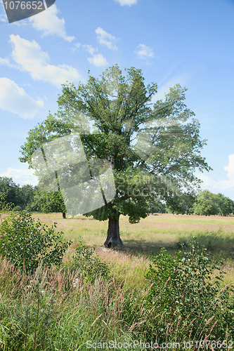 Image of Standing alone tree - oak with beams in crone