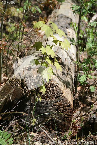 Image of Tree