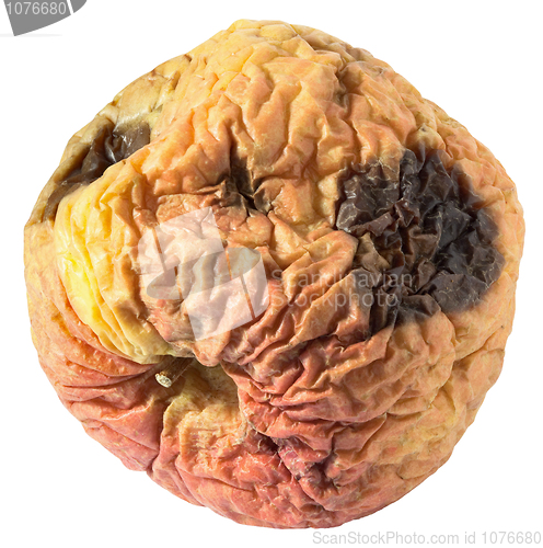 Image of Rotten dry disgusting apple on white background