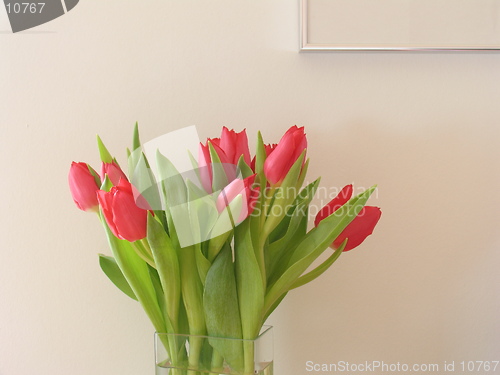 Image of Red tulips