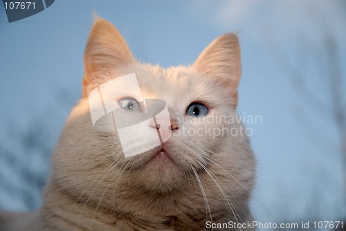 Image of cat