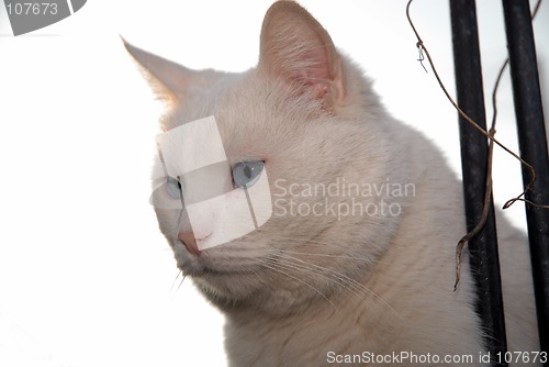 Image of White cat