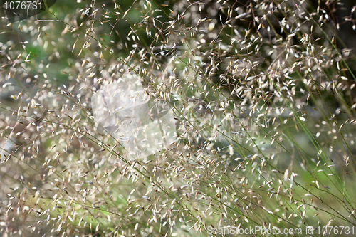 Image of Green summer grass blurred abstract background