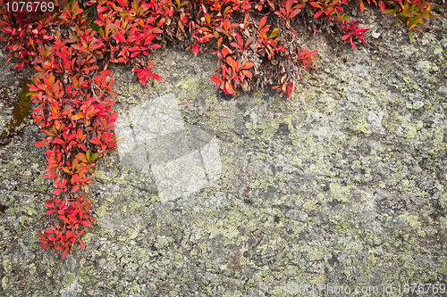 Image of Background from rock with wild plant