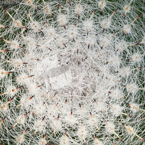 Image of Top of cactus plant detail background