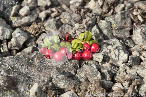 Image of Cowberry growing on stony soil