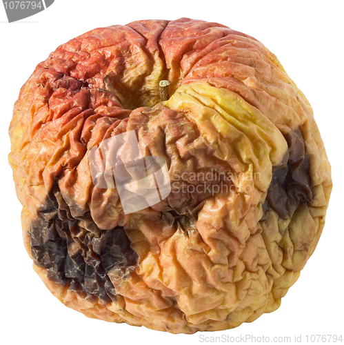 Image of Rotten dry disgusting apple isolated on white