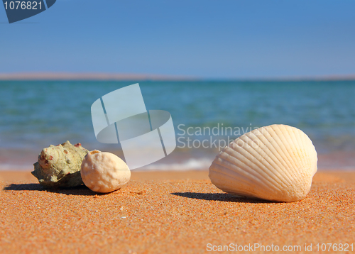 Image of beach with seashelsl near sea