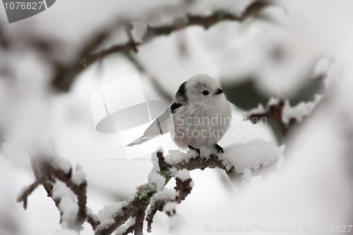 Image of longtailed tit