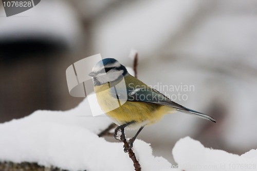 Image of Blue tit