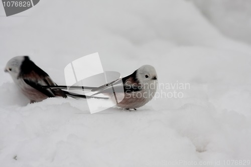 Image of longtailed tits