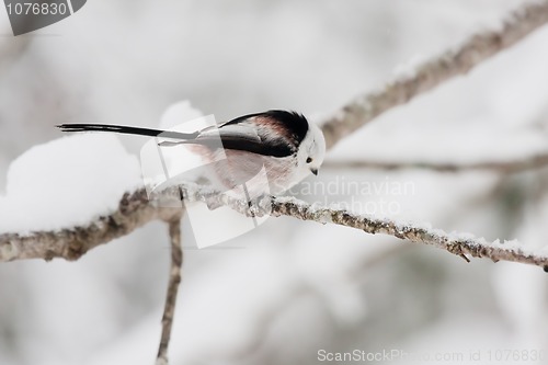 Image of longtailed tit