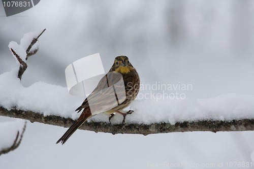 Image of Yellowhammer