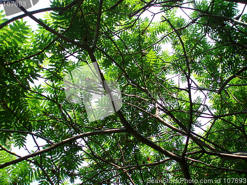 Image of Tree and sky