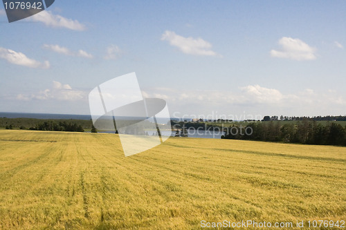 Image of Golden Farmer's Field